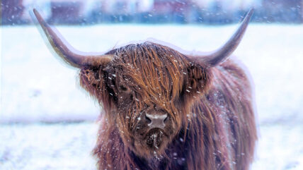 How to Get Rid of Dandruff Prevent