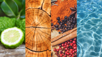 Fragrance Families, Explained