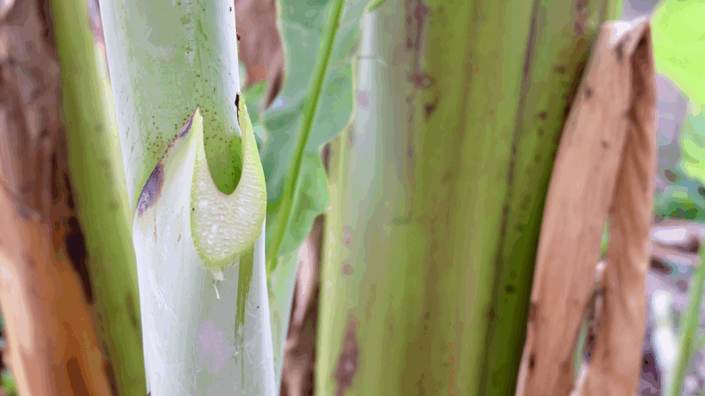 Banan Sap // Photo: Canva